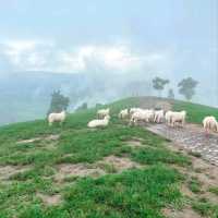 Akha Framville🐑🌳🍃