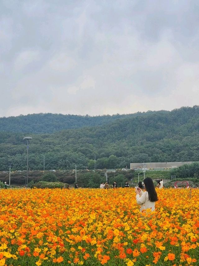 금호꽃섬 황화코스모스💛