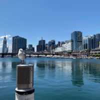 เดินเล่นที่ท่าเรือที่รัก Darling Harbour ❤️