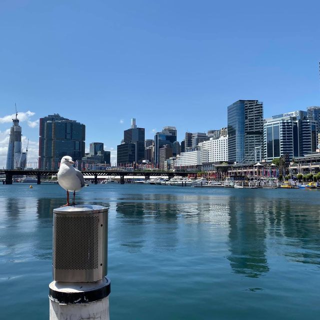 เดินเล่นที่ท่าเรือที่รัก Darling Harbour ❤️