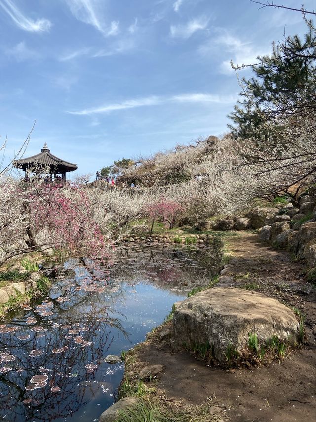 🌸 드디어 열린 “광양 매화축제”