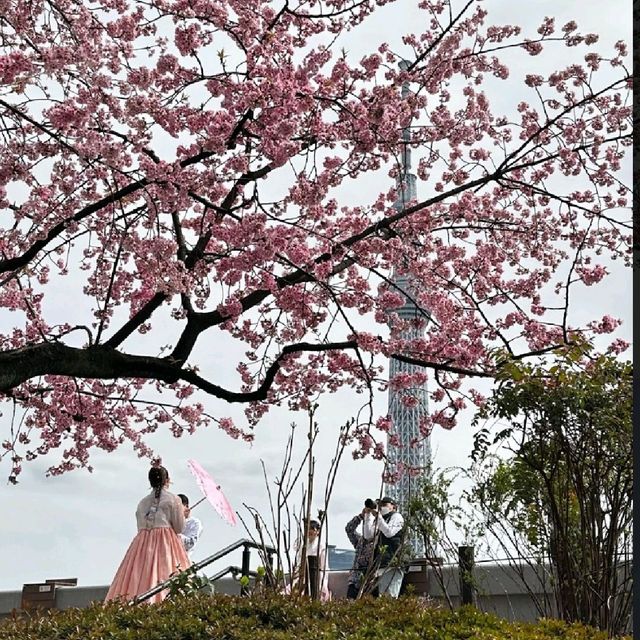 淺草賞櫻賞晴空塔😍