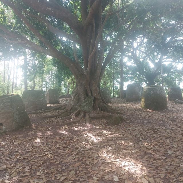 Tour with Kong the Plain off Jars 