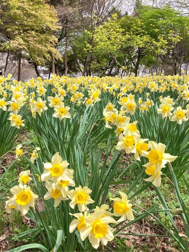 🌼언덕 가득 핀 수선화 물결 '유기방가옥 수선화축제'