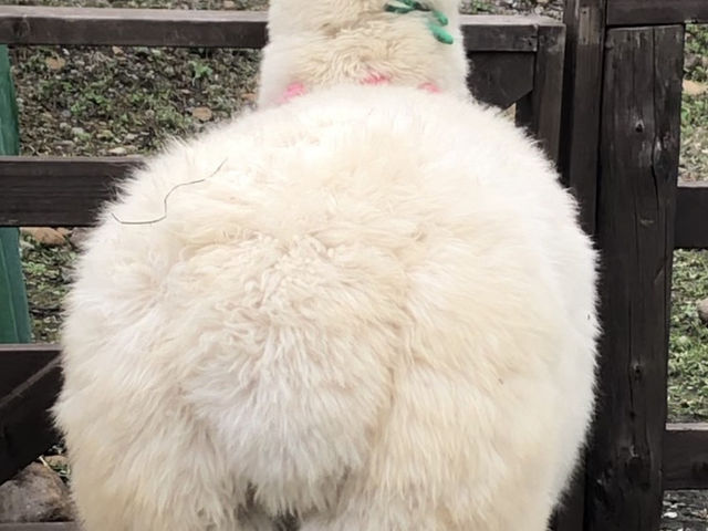 アルパカ牧場@八ヶ岳🦙