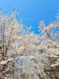 벚꽃+진달래를 한번에 볼 수 있는 진달래꽃동산🌸🤍