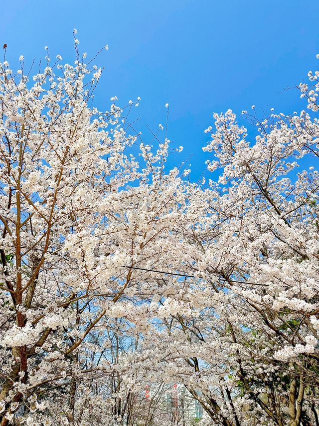 벚꽃+진달래를 한번에 볼 수 있는 진달래꽃동산🌸🤍