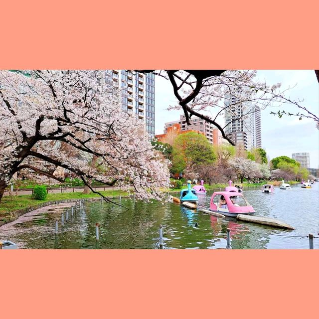日櫻與夜櫻@上野公園