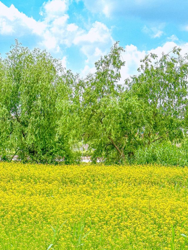 현시각 3가지 꽃을 한번에 볼 수 있는 명소💐
