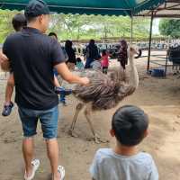 Hanging Out At Desaru Ostrich Farm