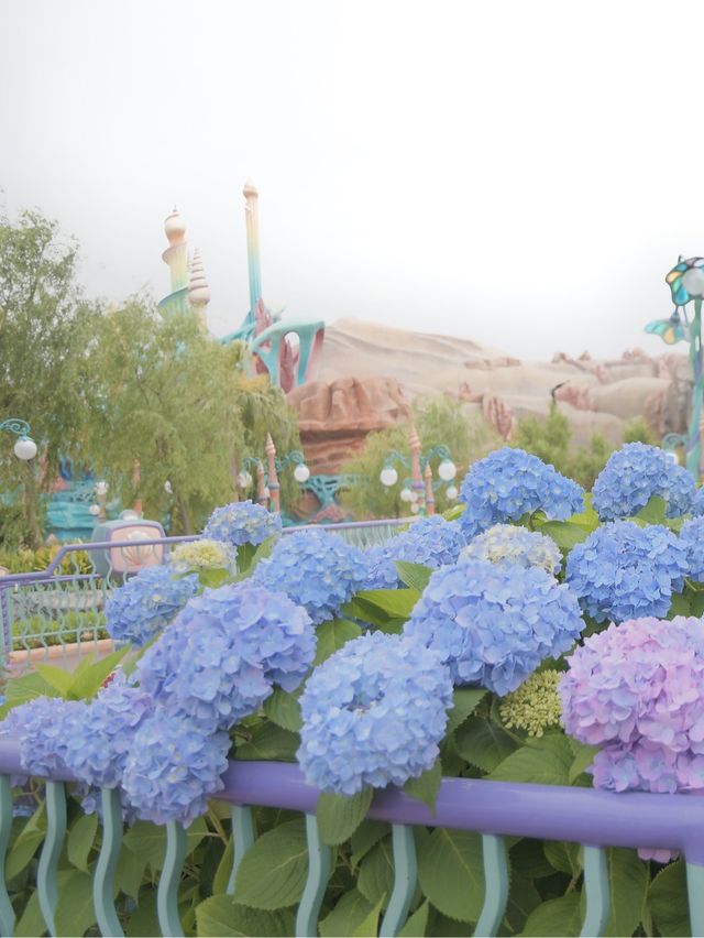 TDRのオススメお花スポット6月〜バージョン