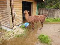 鹿兒島平川動物園探險之旅