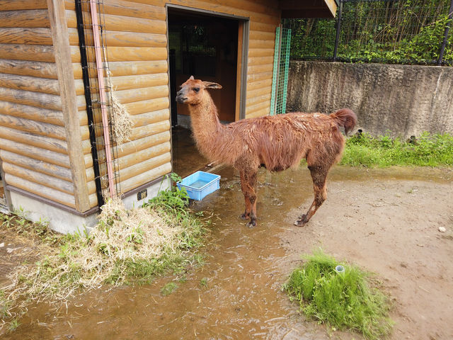 鹿兒島平川動物園探險之旅