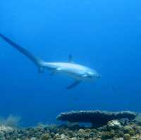 thresher shark at malapausca 