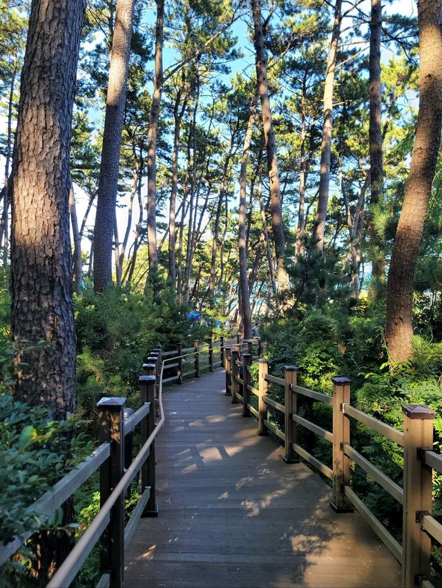 바다아닌 숲속에서 힐링하는 간절곶공원🌲