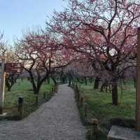 Plum tree garden in March 