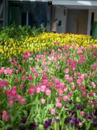 Miracle of Natural..ดอกทิวลิปบานที่ระยอง