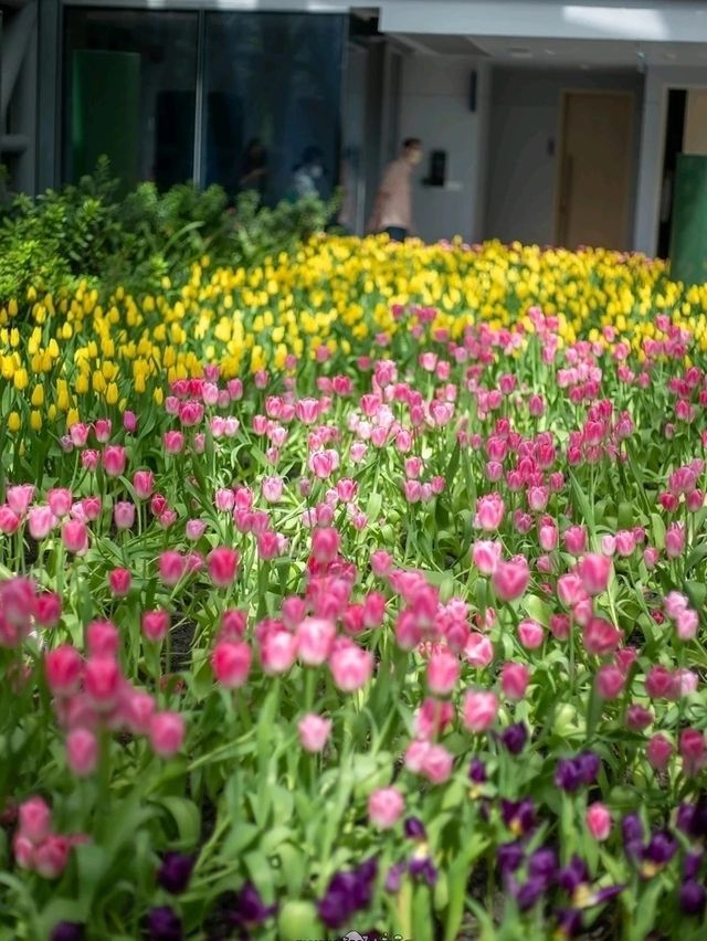 Miracle of Natural..ดอกทิวลิปบานที่ระยอง