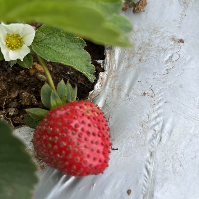 Strawberries in Baguio