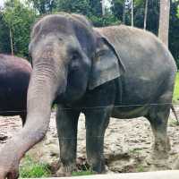 Cousin's Trip to Elephant Sanctuary 🐘 