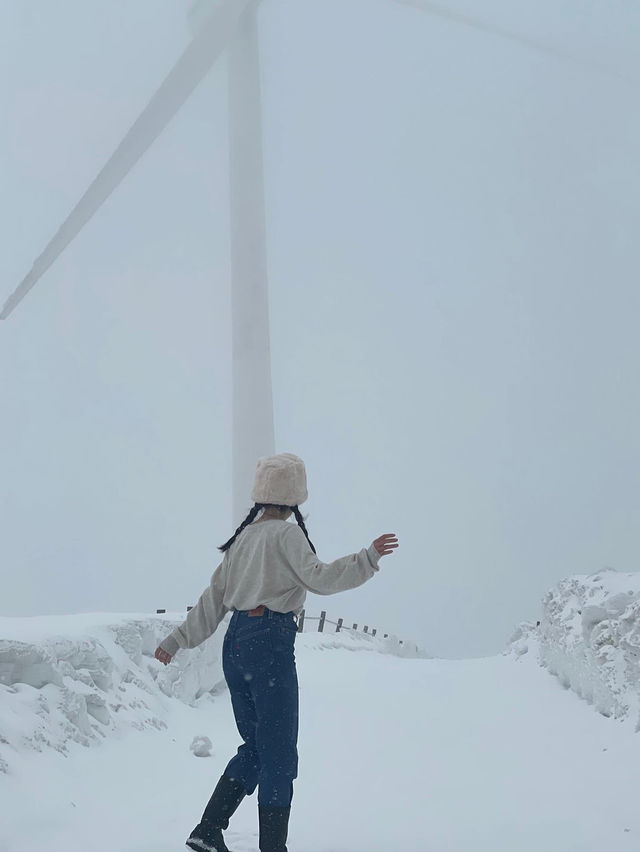 눈 오는 날 꼭 가야하는 대관령 명소 ❄️