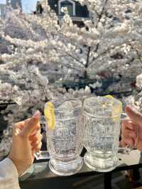 🌸벚꽃을 코앞에서 볼 수 있는 이자카야 합정 공감🌸