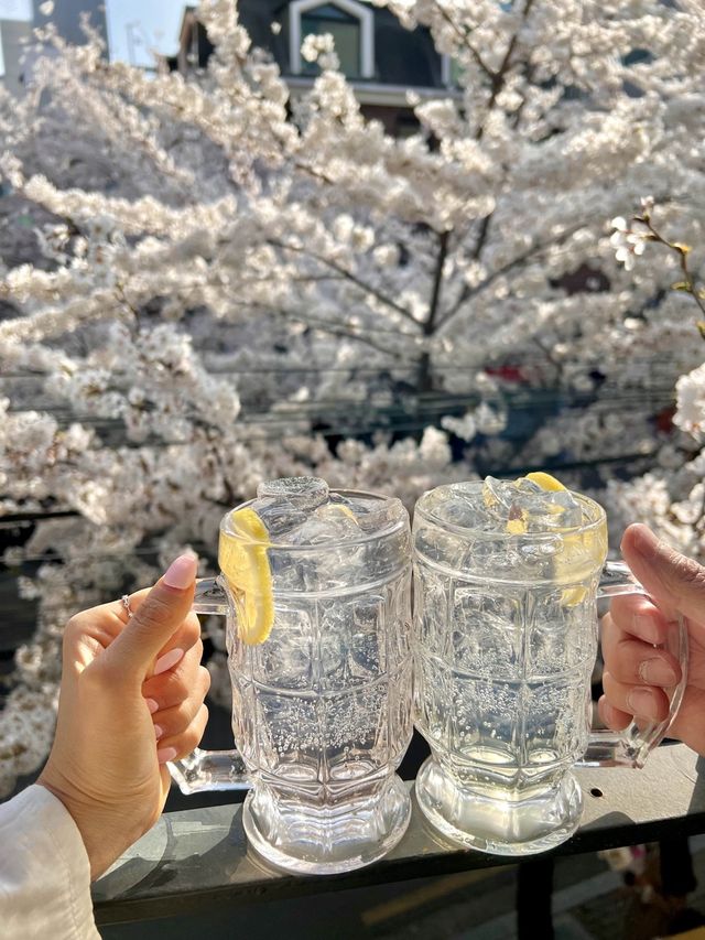 🌸벚꽃을 코앞에서 볼 수 있는 이자카야 합정 공감🌸