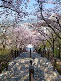 대구에서 제일 예뻤던 돌계단 🌸🪜 