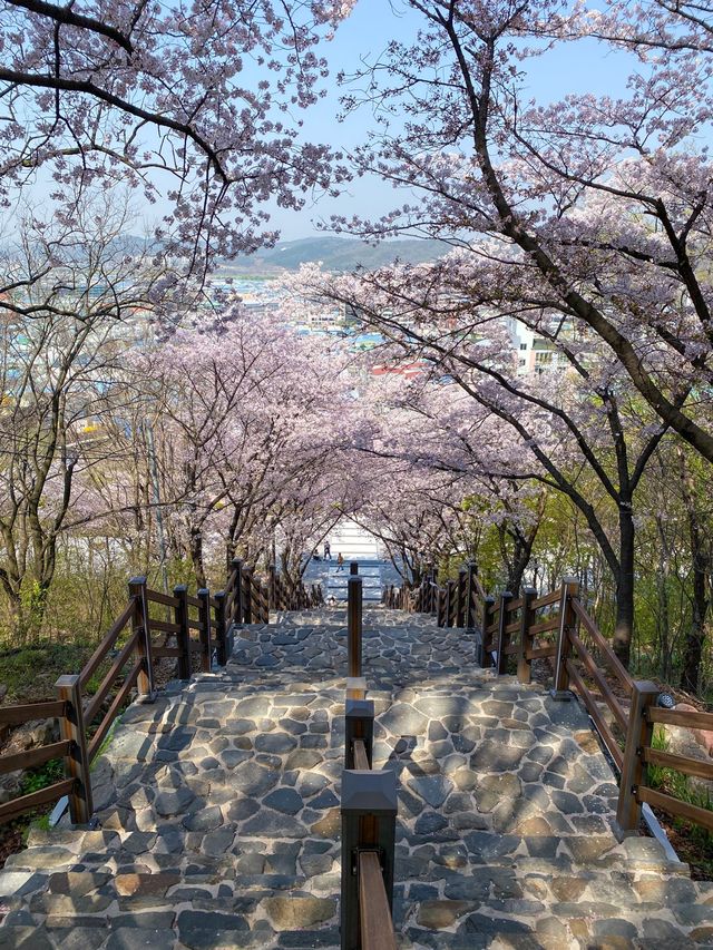 대구에서 제일 예뻤던 돌계단 🌸🪜 