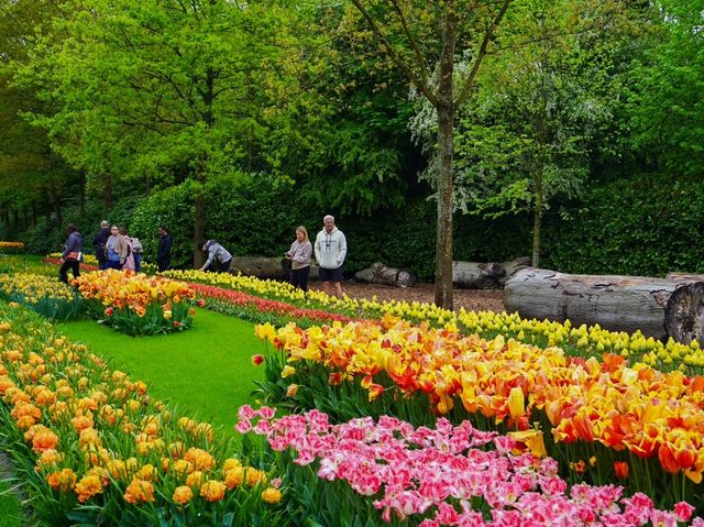 荷蘭🇳🇱全世界最大最美鬱金香花園🌷 荷蘭🇳🇱全世界最大最美鬱金香花園🌷