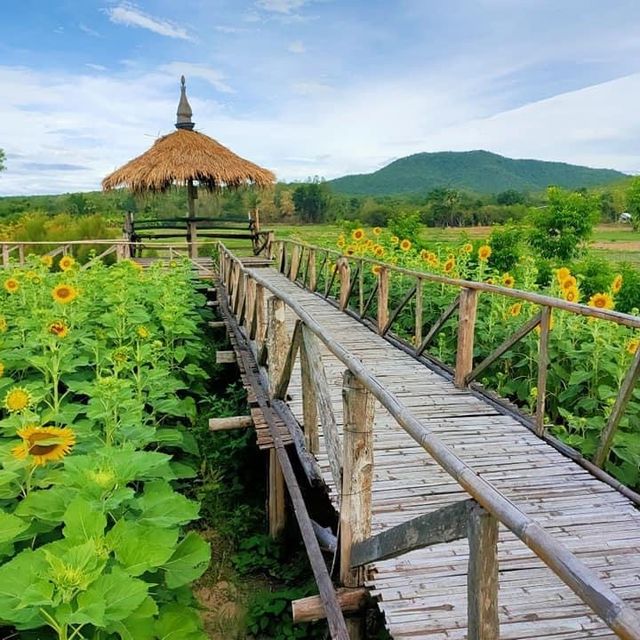 ทุ่งดอกทานตะวัน @ทาสบเมย