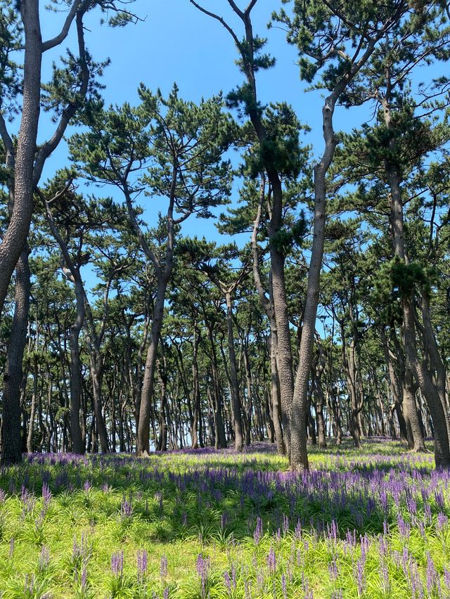 수국부터 여러 꽃들을 볼 수 있는 울산 대왕암공원💚