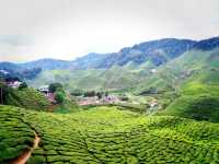 Dine in a tea plantation