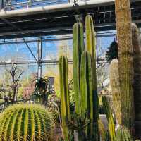 荷蘭🇳🇱 Hortus botanicus Leiden萊頓植物園🌵🪴室內篇