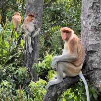 Upclose with the Proboscis Monkeys