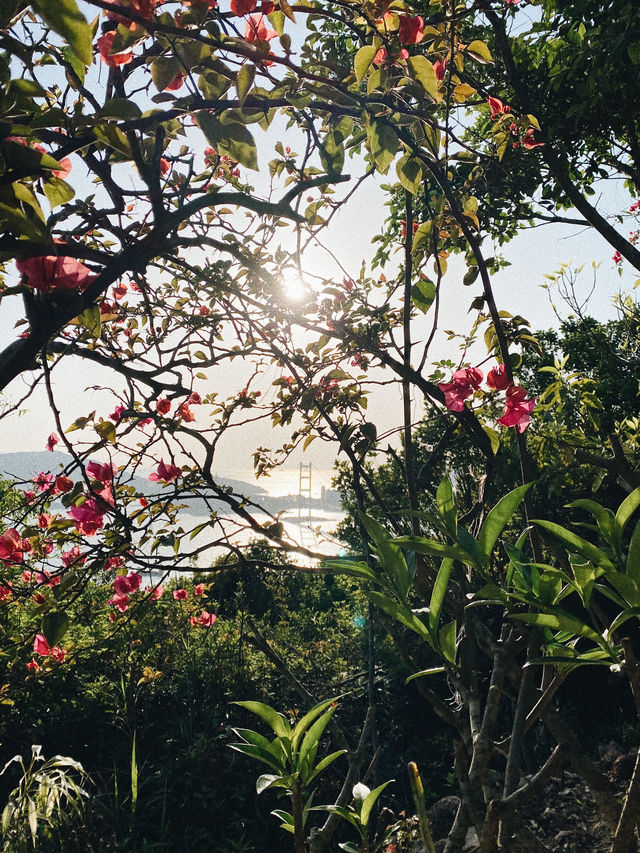觀賞青馬大橋的行山之旅