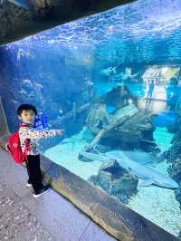 打卡必度海底隧道🐬🐟🐠 10,000尺超大型水族館❤️