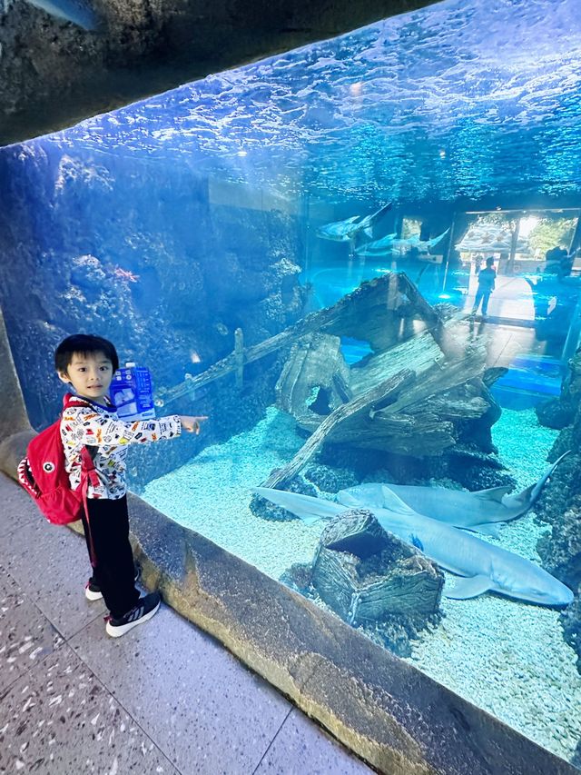 打卡必度海底隧道🐬🐟🐠 10,000尺超大型水族館❤️