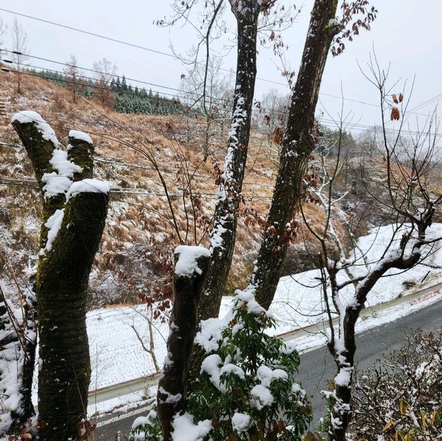 일본 겨울 눈 여행