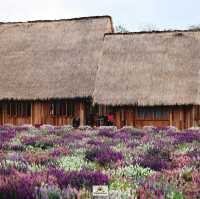 Hokkaido Flower Park Khaoyai