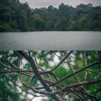 🚶🏻 MacRitchie Nature Trail 🌳 🇸🇬