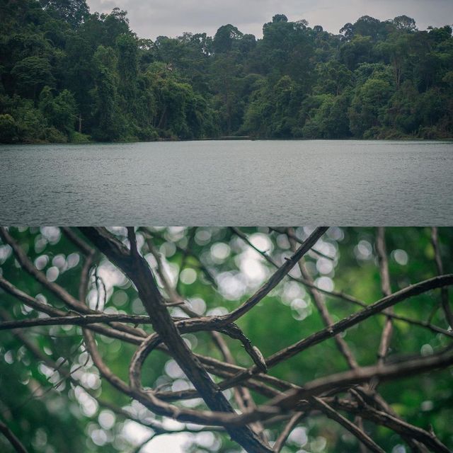 🚶🏻 MacRitchie Nature Trail 🌳 🇸🇬