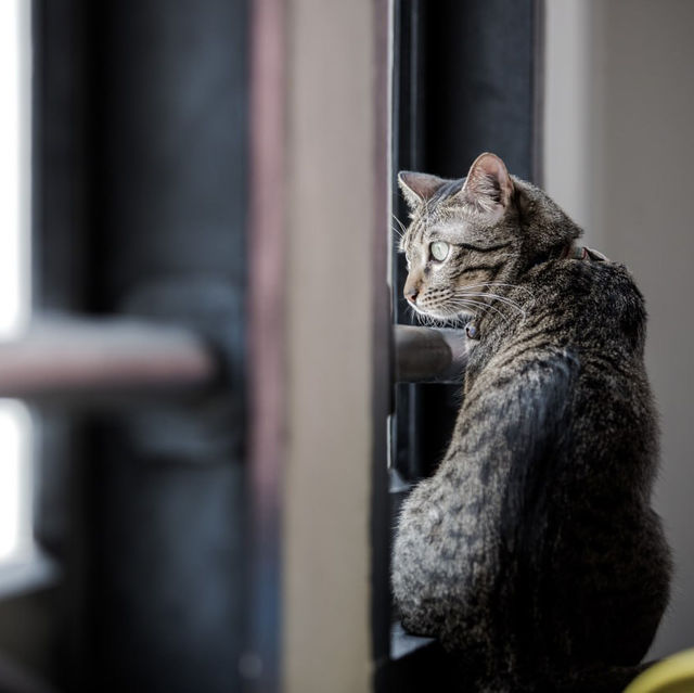 Purrfect Day at The Cat Cafe SG