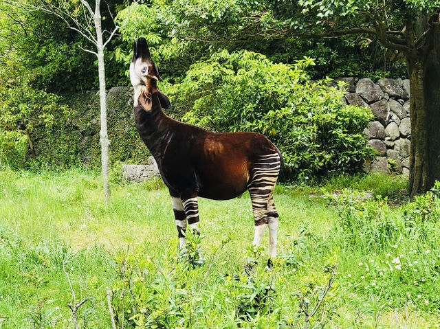 Okapi and the 2 Elephants 