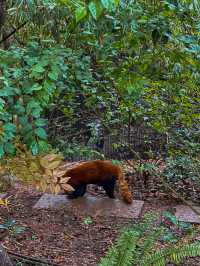 🐼 เยือนถิ่นแพนด้ายักษ์ 🐼 ‘เฉิงตู’ 🇨🇳