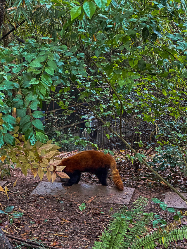 🐼 เยือนถิ่นแพนด้ายักษ์ 🐼 ‘เฉิงตู’ 🇨🇳