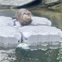香港海洋公園是旅遊必定要去地方