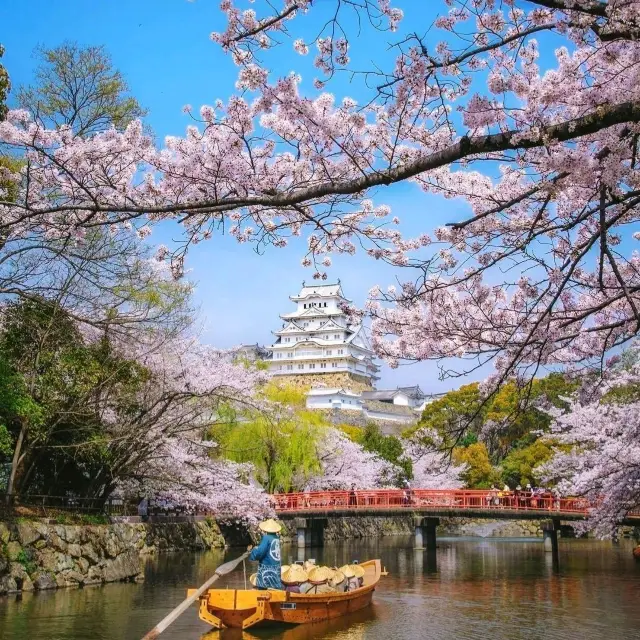Cherry 🌸 blossoms in Himeji Castle