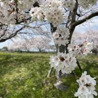 延々と続く桜並木は圧巻