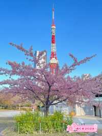 【芝公園／東京都】カンザクラ×東京タワー